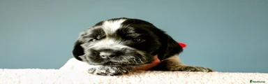 Cocker Spaniel 2