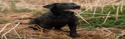 Labrador Retriever dogs for stud: KC Black Lab Stud Astraglen - Fully Health Tested in Corwen - Advert 6