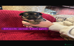 Patterdale Terrier dogs for sale: Quality Patterdale Terrier Puppies  - Advert 4