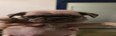 Pug 5