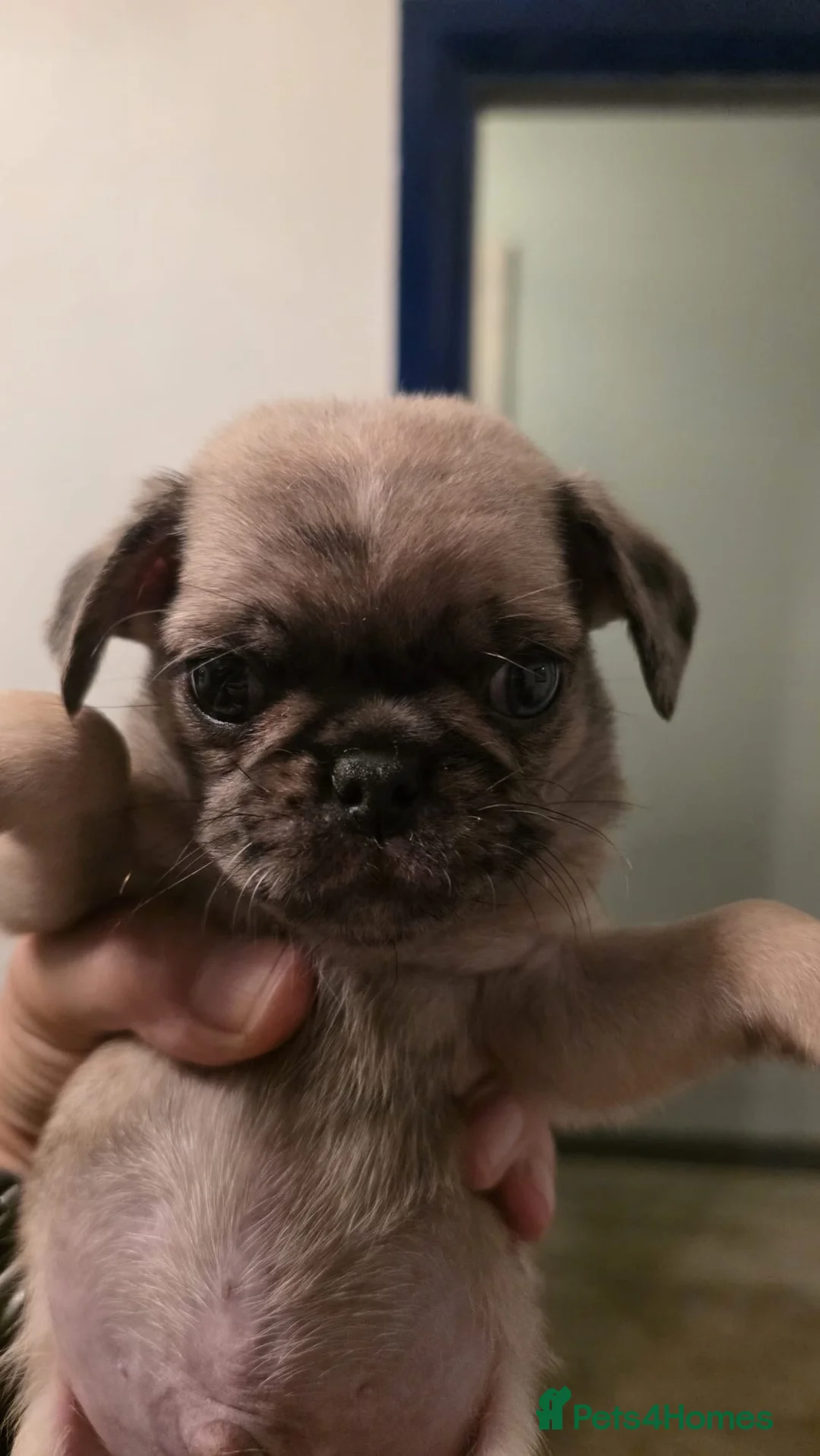 Pug dogs for sale: Bueatiful Merle baby pugs - Advert 2