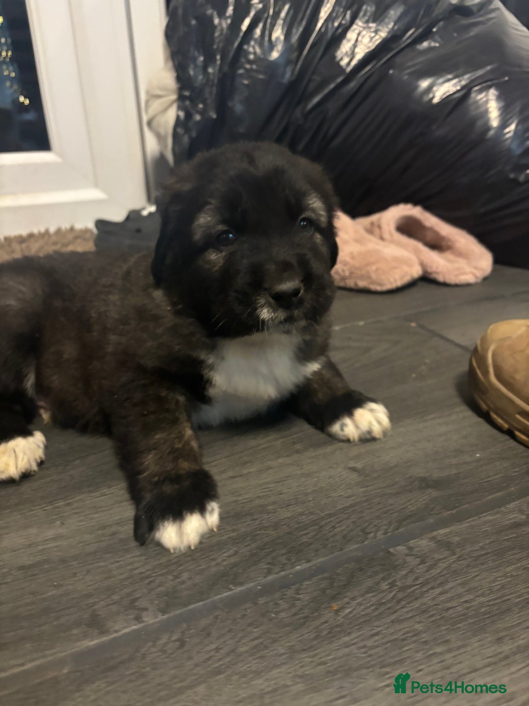 Caucasian Shepherd Dog dogs for sale: Caucasian Shepherds  - Advert 28