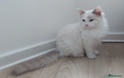 Ragdoll cats for sale: RAGDOLL BICOLOUR BOY BLUE EYES READY NOW! - Image 31