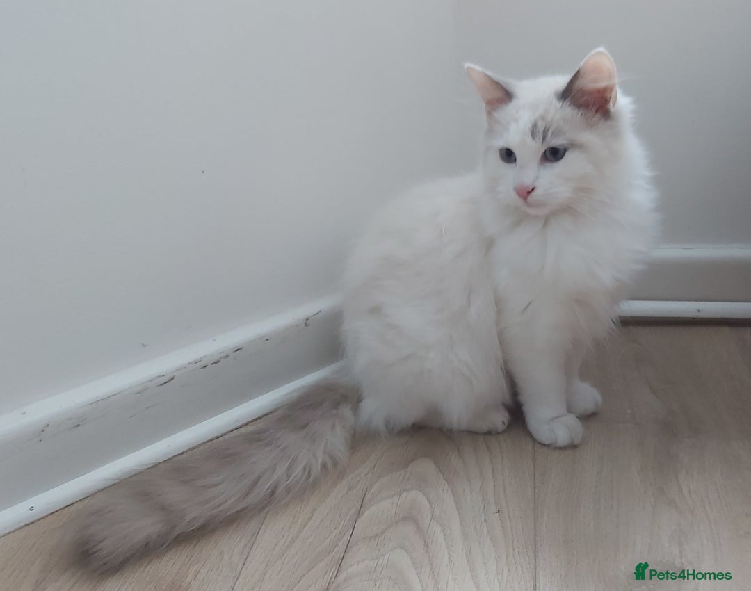 Ragdoll cats for sale: RAGDOLL BICOLOUR BOY BLUE EYES READY NOW! - Image 31