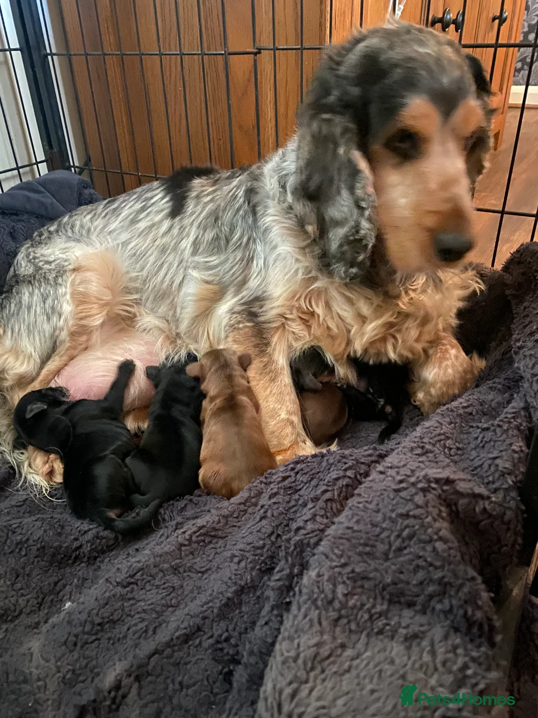 Cocker Spaniel dogs for sale: Gorgeous show cocker spaniels  - Advert 2