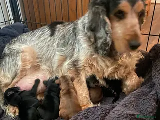 Cocker Spaniel dogs Gorgeous show cocker spaniels - Advert 1