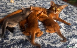 Somali cats for sale: Outstanding Somali kittens - Image 7