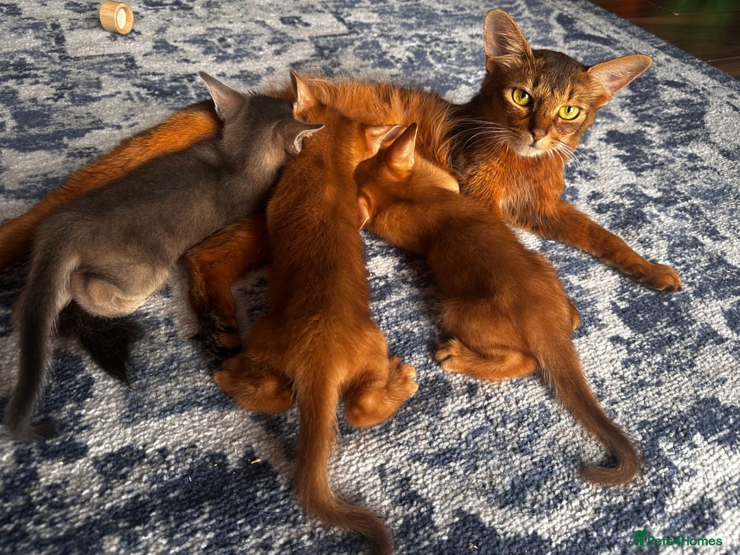 Somali cats for sale: Outstanding Somali kittens - Image 7