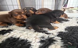 Miniature Dachshund dogs for sale: Miniature dachshund pups - Image 12