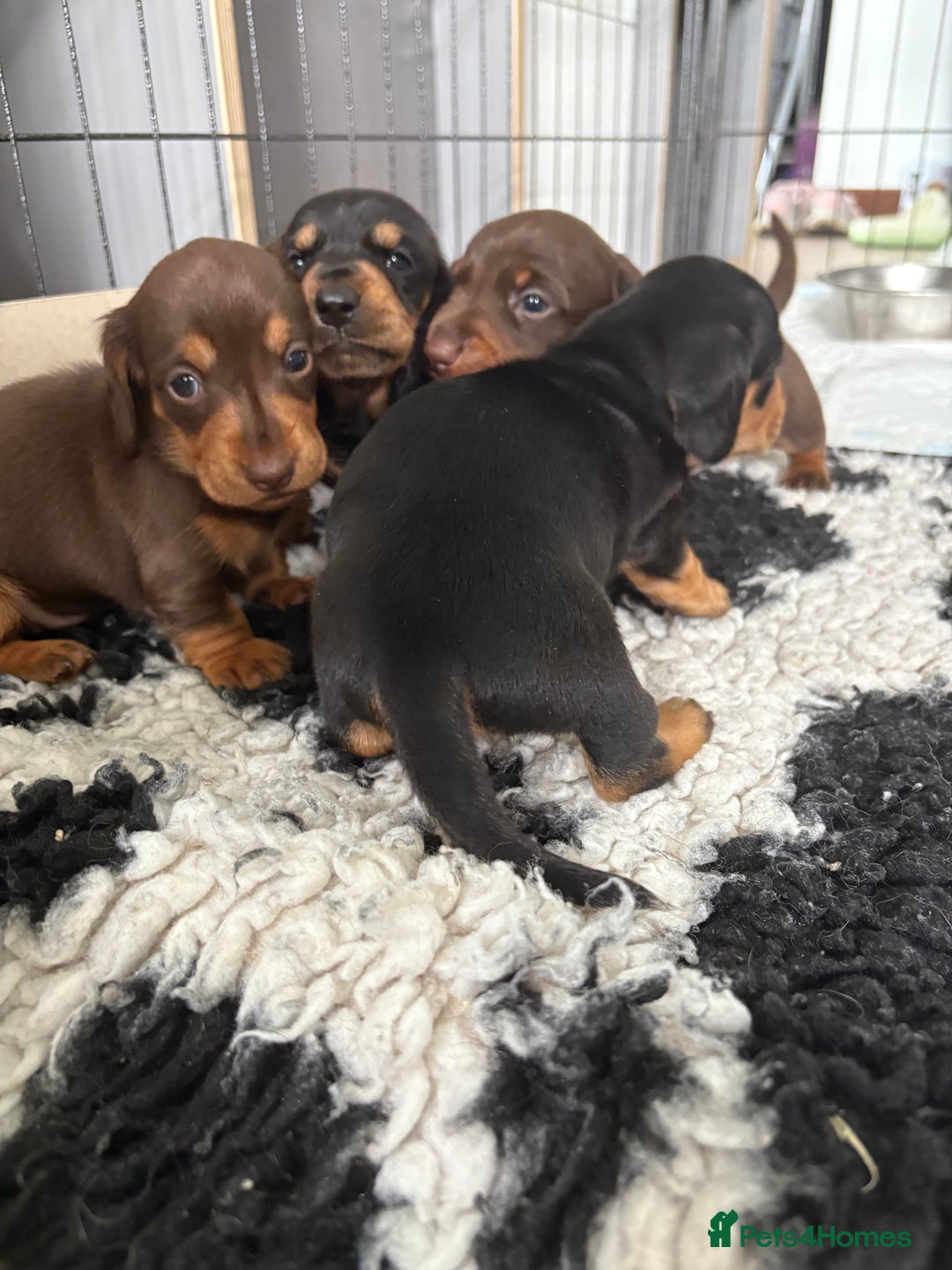 Miniature Dachshund dogs for sale: Miniature dachshund pups - Image 12