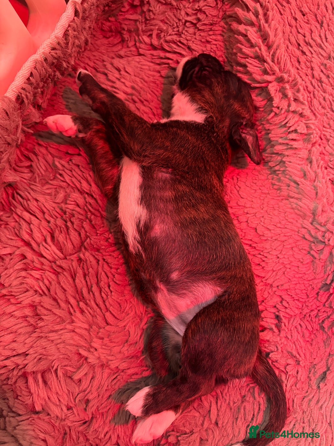 Boxer dogs for sale: KC registered boxer puppies  - Advert 20