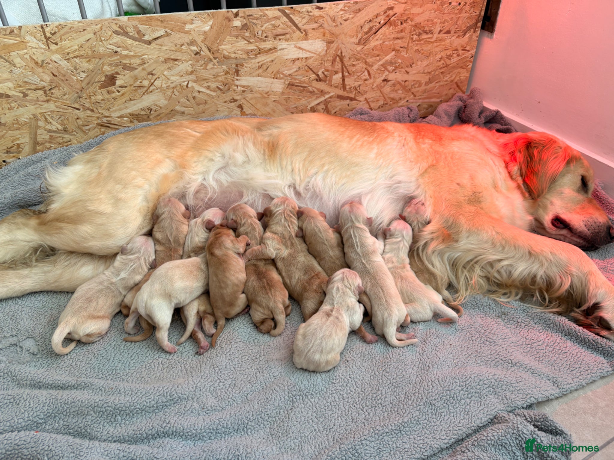 Golden Retriever dogs Beautiful golden retriever puppies - Advert 2