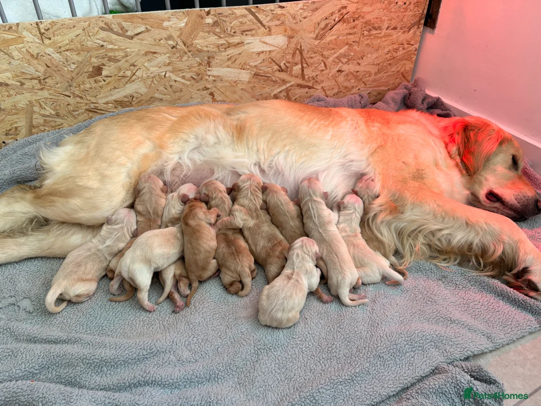 Golden Retriever dogs for sale: Beautiful golden retriever puppies - Advert 2