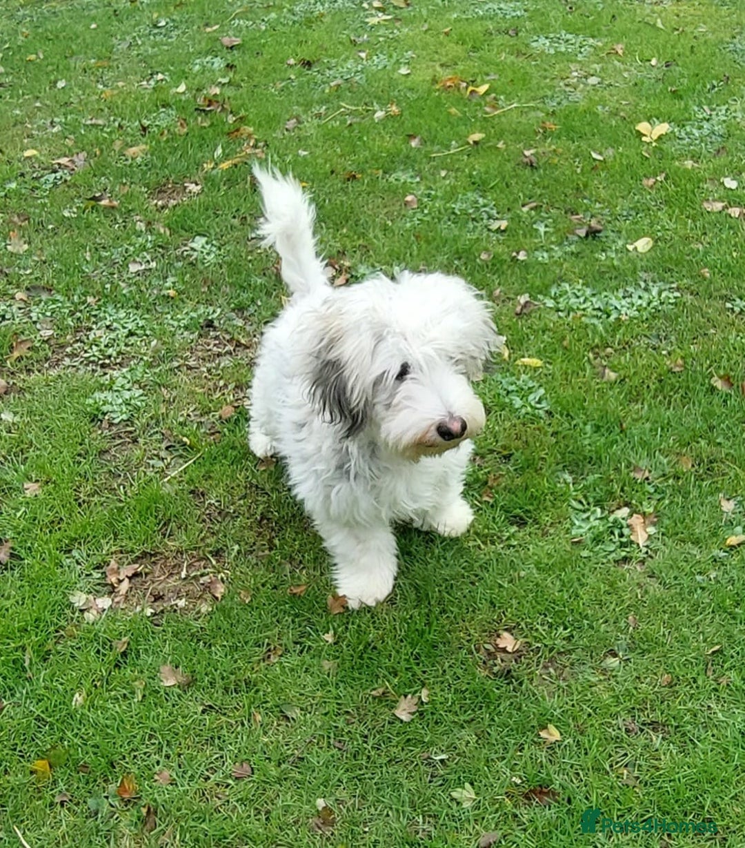 Mixed Breed dogs for adoption: George  - Advert 2