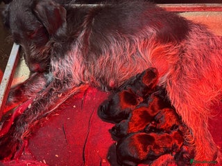 Mixed Breed dogs Pointer x Labrador puppies - Advert 6