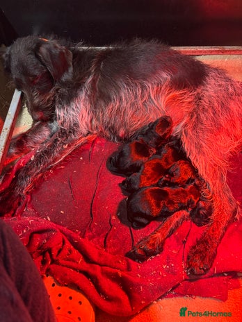 Mixed Breed dogs - Advert 1