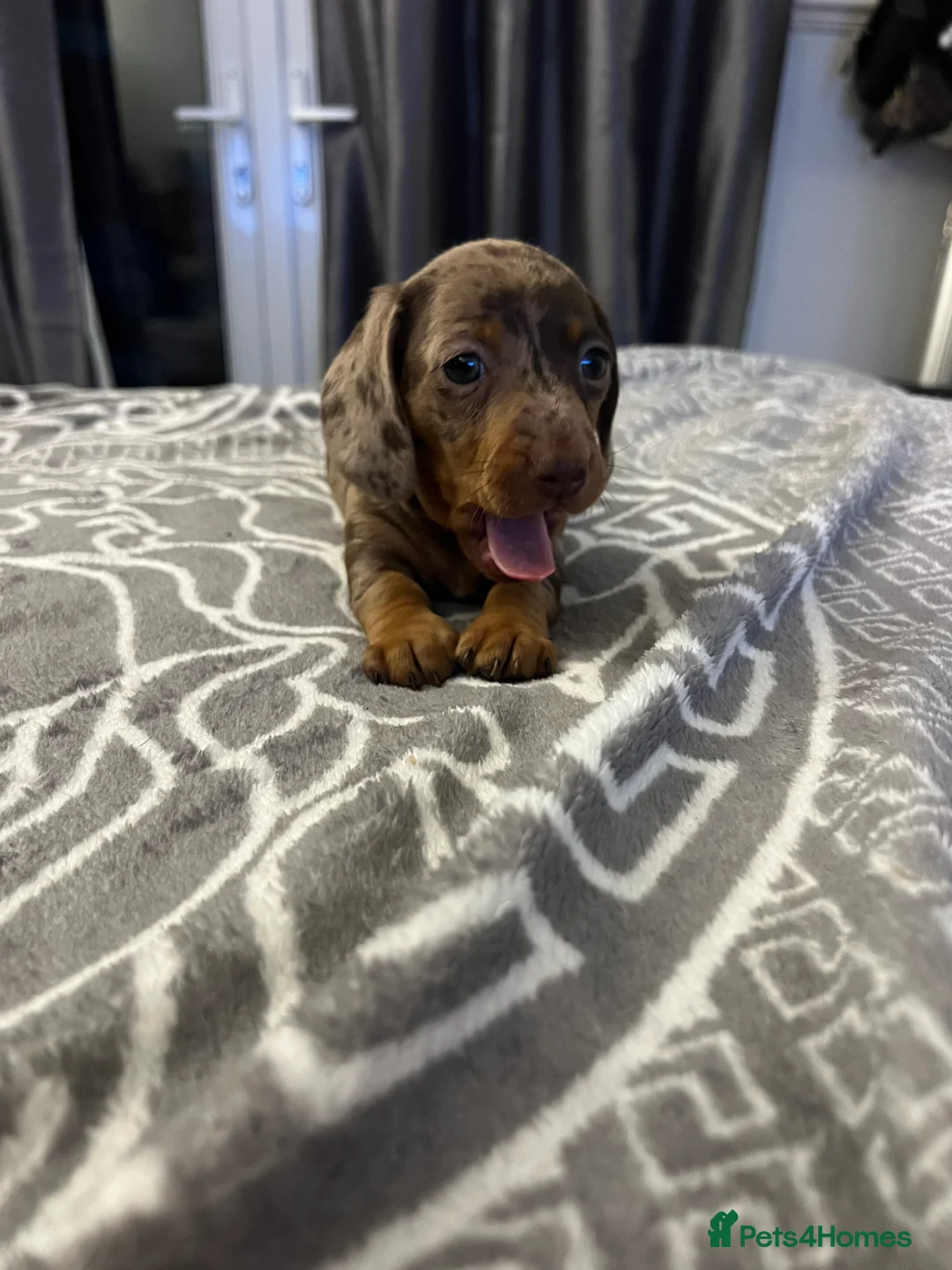 Miniature Dachshund dogs for sale: 5 stunning miniature dachshund puppies 🐾🏡 - Advert 8