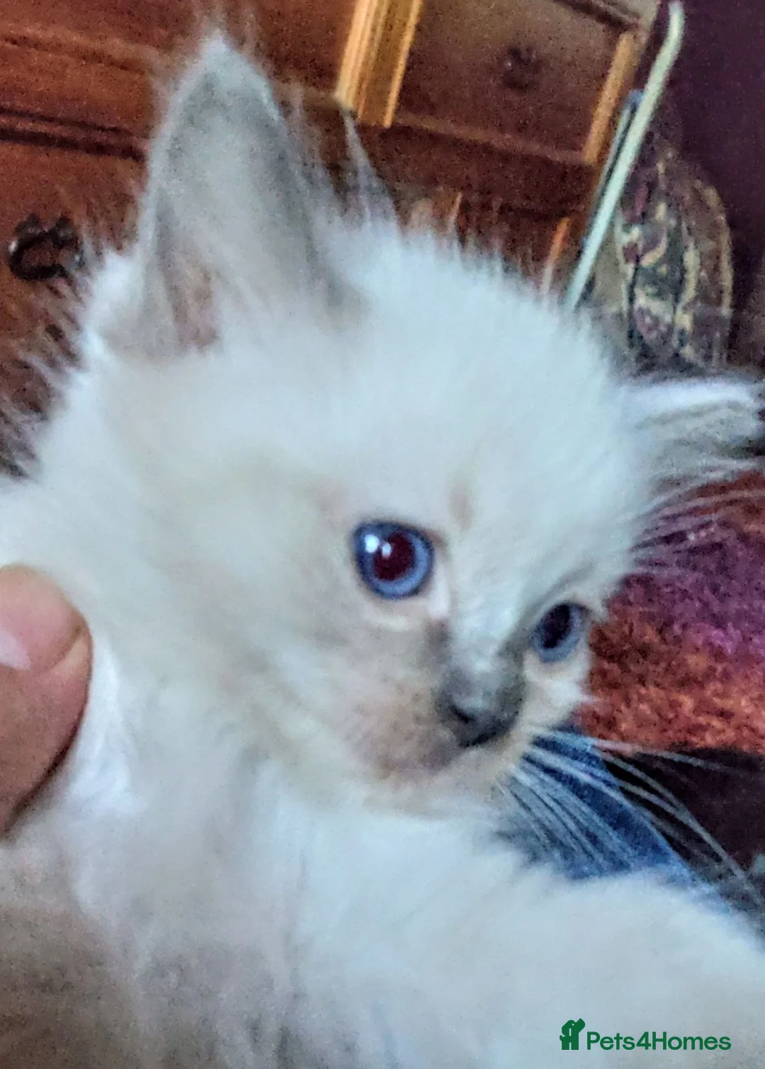 Ragdoll cats for sale: Three gorgeous Ragdoll babies  - Advert 6