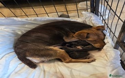 Jack Russell dogs for sale: Miniature jack Russell pups  - Image 7