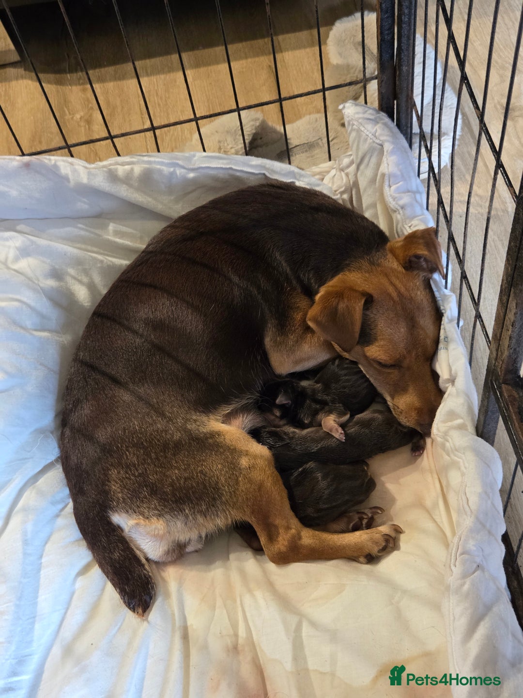 Jack Russell dogs for sale: Miniature jack Russell pups  - Image 7