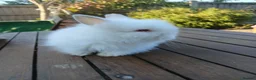 Mini Lop rabbits for sale: Waiting list for new bundles of joy  - Advert 6