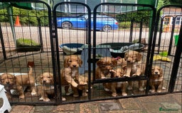 Cocker Spaniel dogs for sale: Stunning Top Working Cocker Spaniel Puppies - Image 11