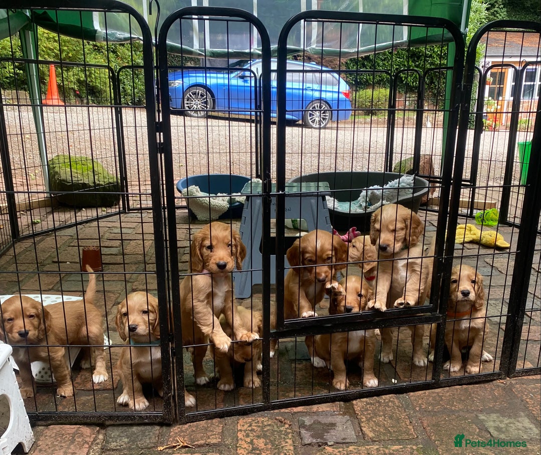 Cocker Spaniel dogs for sale: Stunning Top Working Cocker Spaniel Puppies - Image 11