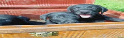 Labrador Retriever dogs for sale: Labrador puppies  - Advert 3
