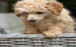 Toy Poodle dogs for sale: Singleton hand reared toy poodle !  - Image 8