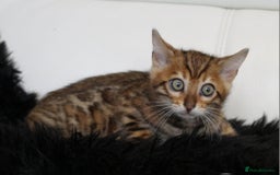 Bengal cats for sale: Beautiful Bengal kittens - Image 4