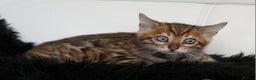 Bengal cats for sale: Beautiful Bengal kittens - Advert 5