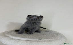 British Shorthair cats for sale: British shorthair kittens  - Image 4