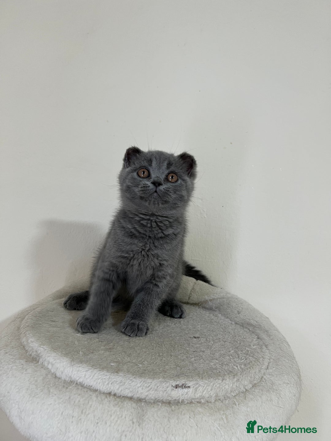 British Shorthair cats for sale: British shorthair kittens  - Image 4