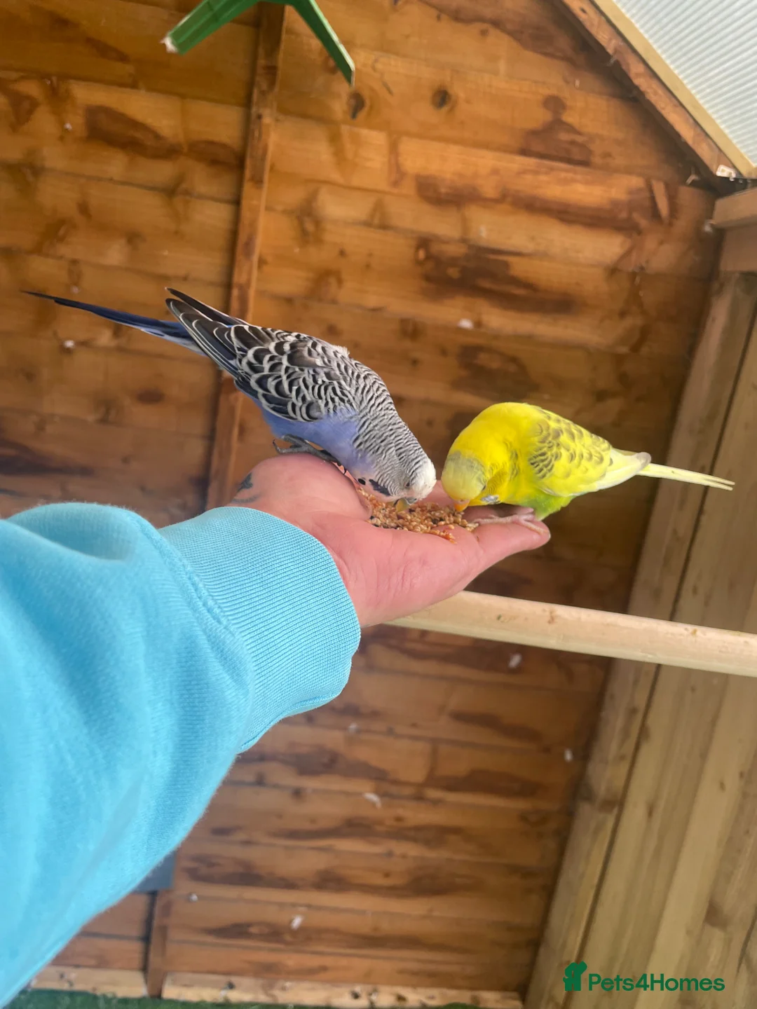 Mixed Breed birds for sale: Birds wanted, good home offered to any bird  in Cambridge - Advert 1