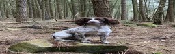 Sprocker dogs for sale: Sprocker spaniel puppies  in Atherstone - Advert 3