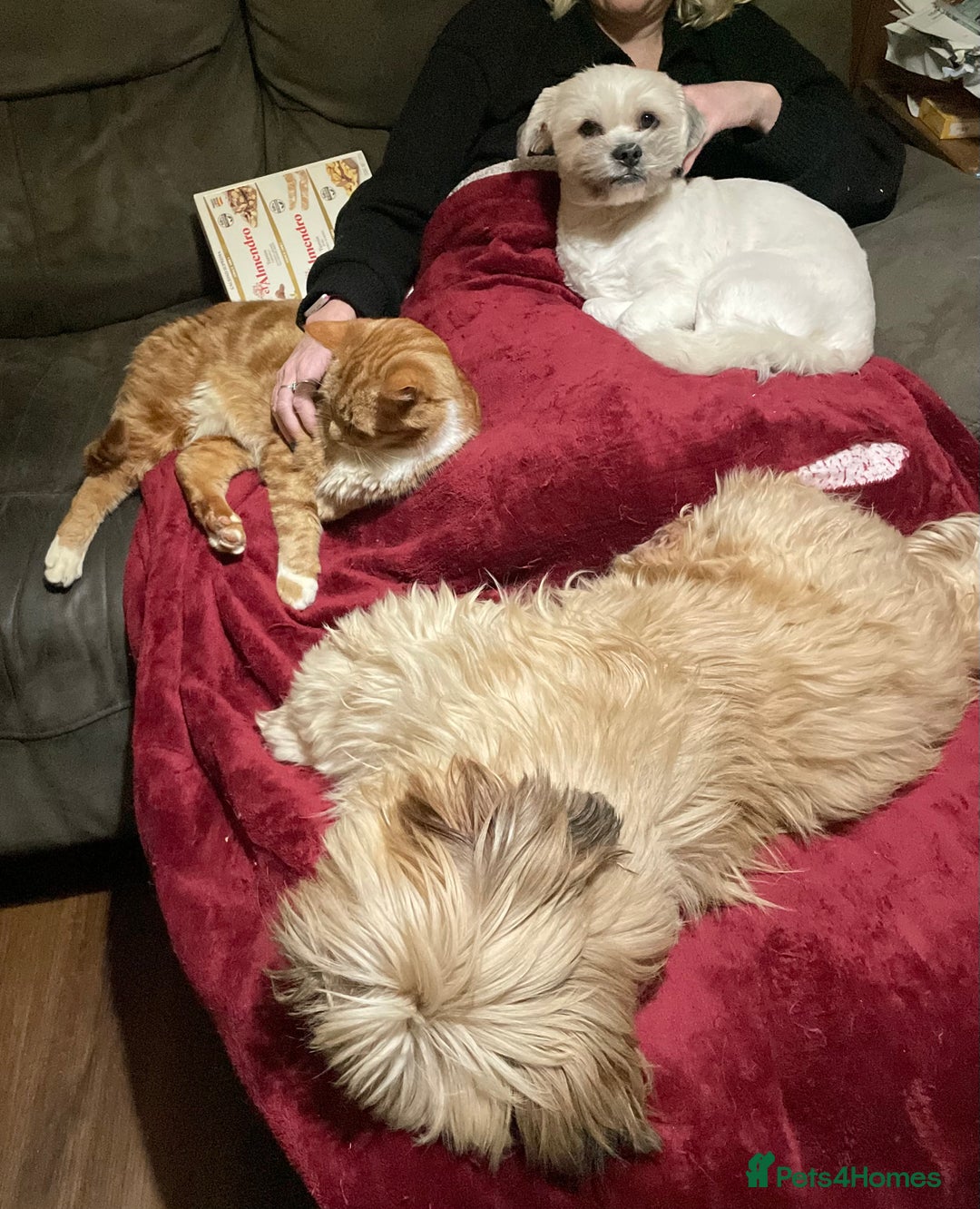 Lhasa Apso dogs for stud: KC registered experienced Champagne boy for stud in Chelmsford - Advert 13