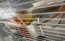 Conures birds for sale: Conures  - Image 2