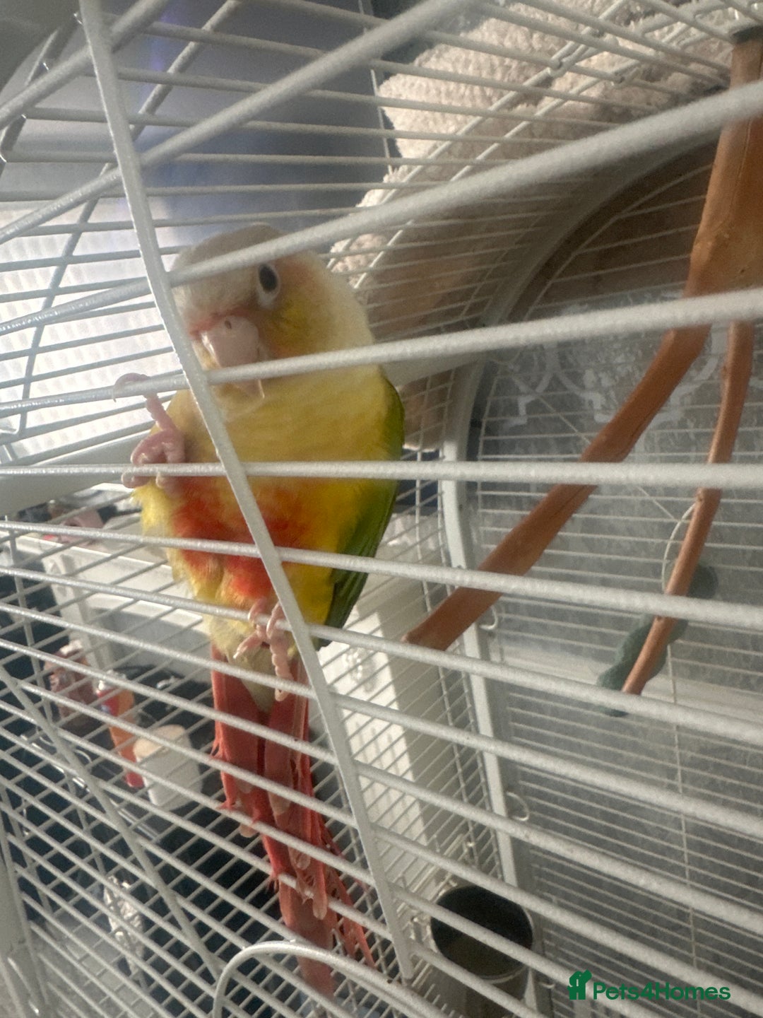 Conures birds for sale: Conures  - Image 2