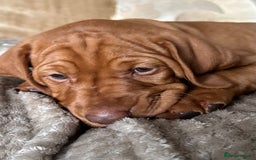 Hungarian Vizsla dogs for sale: 1CHUNKY DEEP RED HUNGARIAN VIZSLA GIRL PUPPY LEFT - Image 19