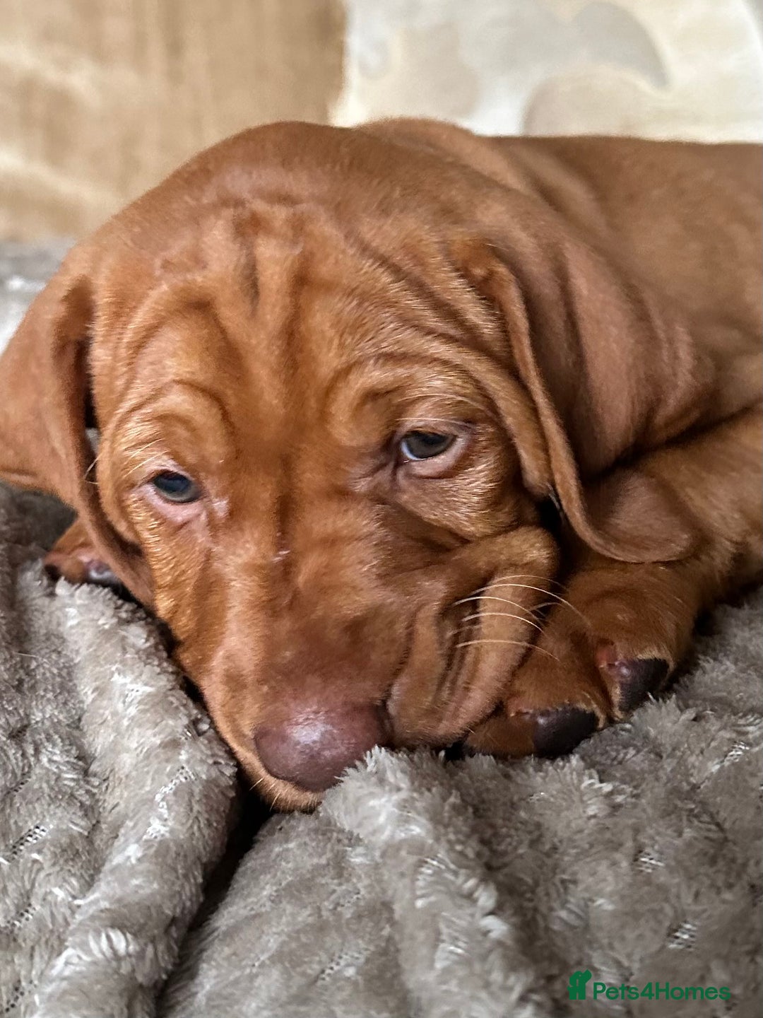 Hungarian Vizsla dogs for sale: 1CHUNKY DEEP RED HUNGARIAN VIZSLA GIRL PUPPY LEFT - Image 19