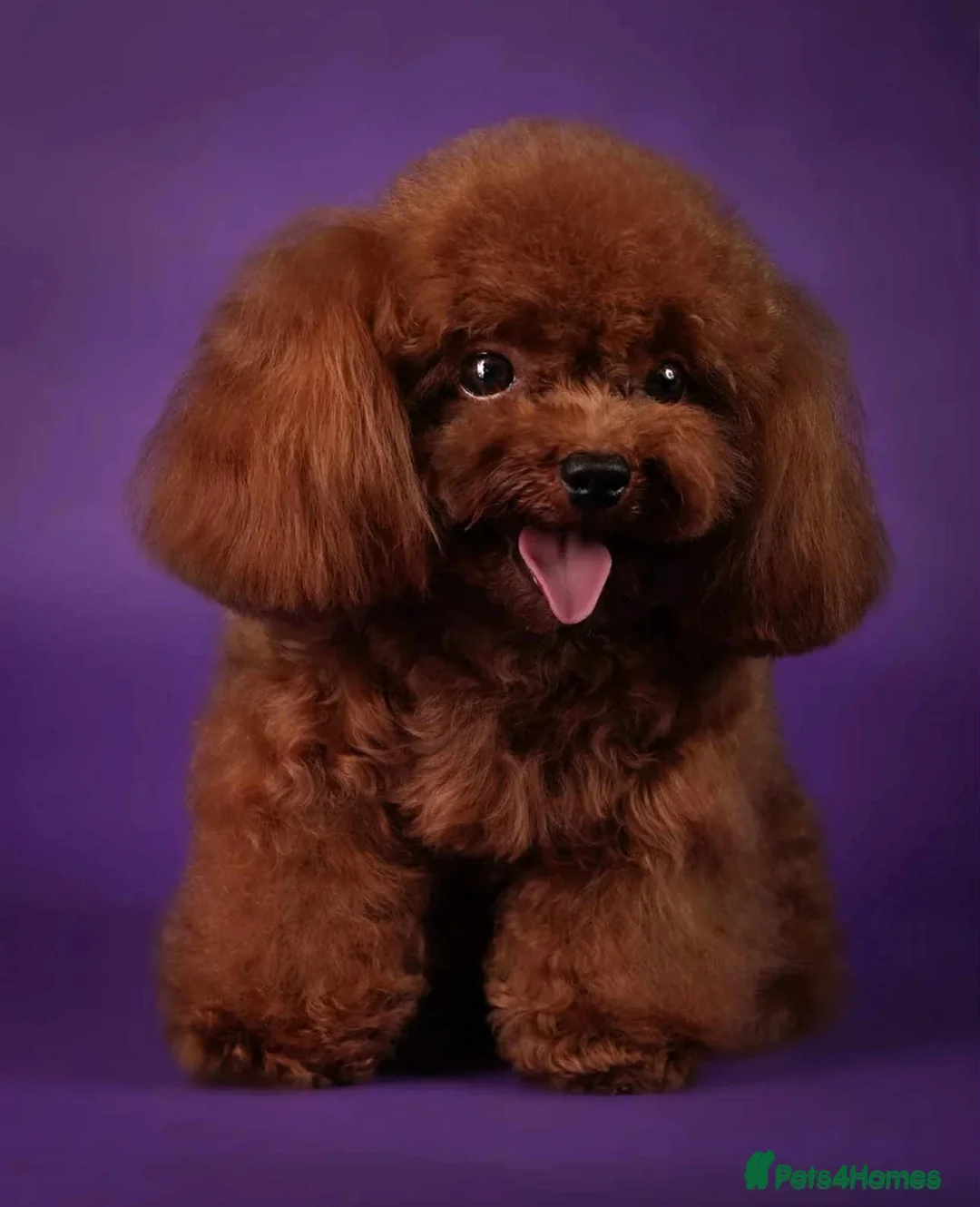 Toy Poodle dogs for sale: Adorable Asian toy poodle boy for sale  - Advert 10
