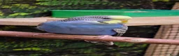 Budgerigars birds for sale: 6 Budgerigars for Sale - Advert 14