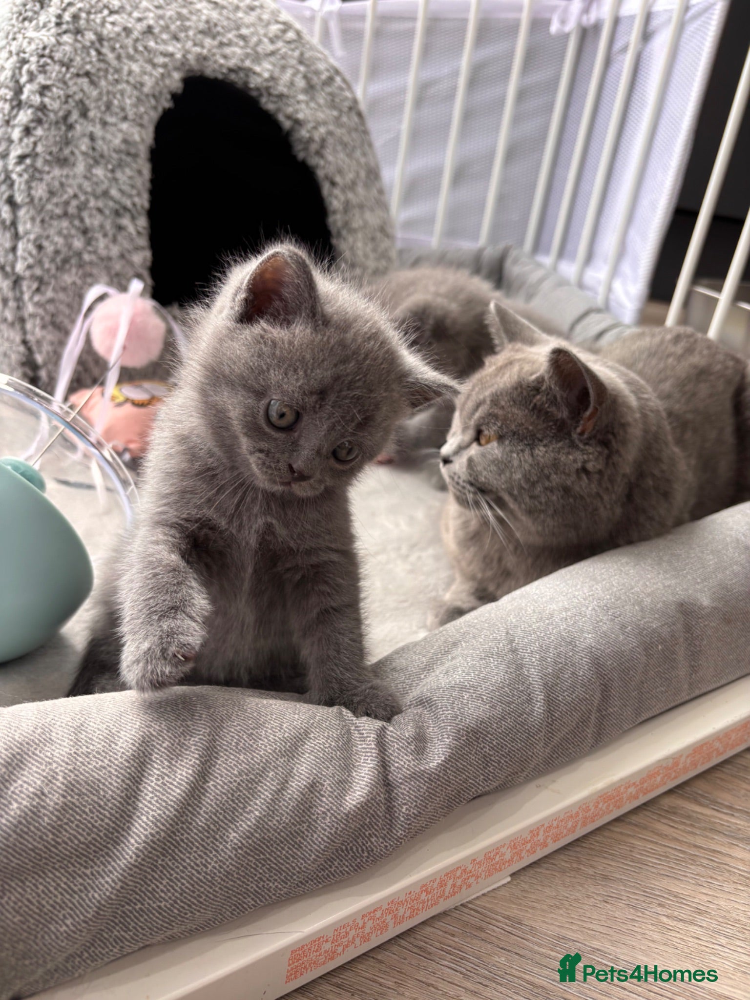 British Shorthair cats Gorgeous British Shorthair Kittens - Advert 2