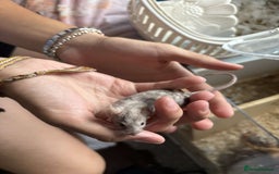 Mouse rodents for sale: Female fancy mouse (URGENT REHOMING) - Image 3
