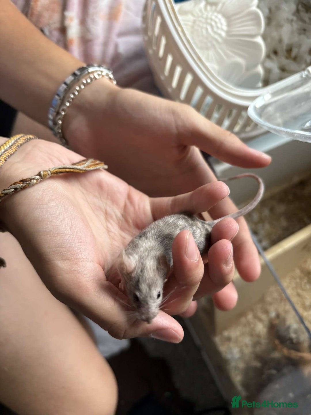 Mouse rodents for sale: Female fancy mouse (URGENT REHOMING) - Image 3