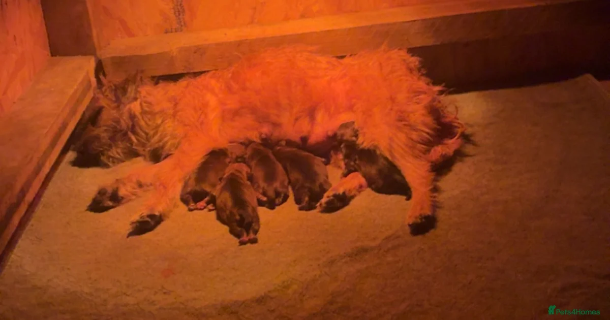 Buti Full Boder Beautiful border terrier puppies for sale in Bradford | Pets4Homes