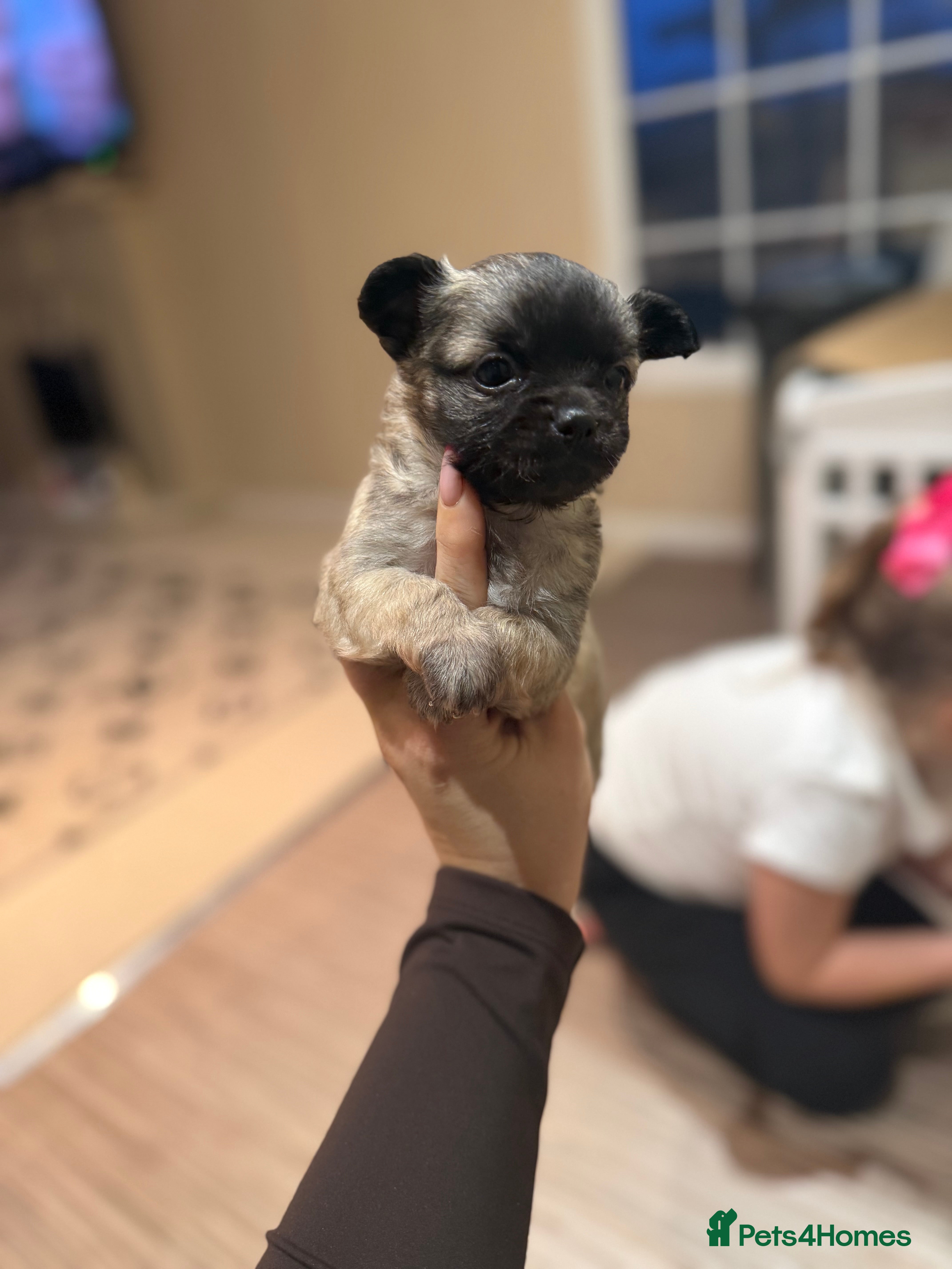 Chihuahua dogs 2 BOY CHIHUAHUA FOR SALE - Advert 8