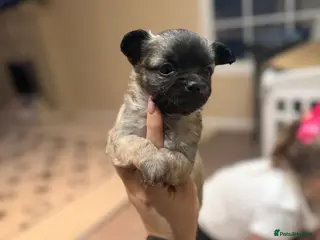 Chihuahua dogs 2 BOY CHIHUAHUA FOR SALE - Advert 8