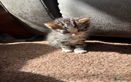 Mixed Breed cats for sale: 3 Beautiful Female Kittens For Sale - Image 1