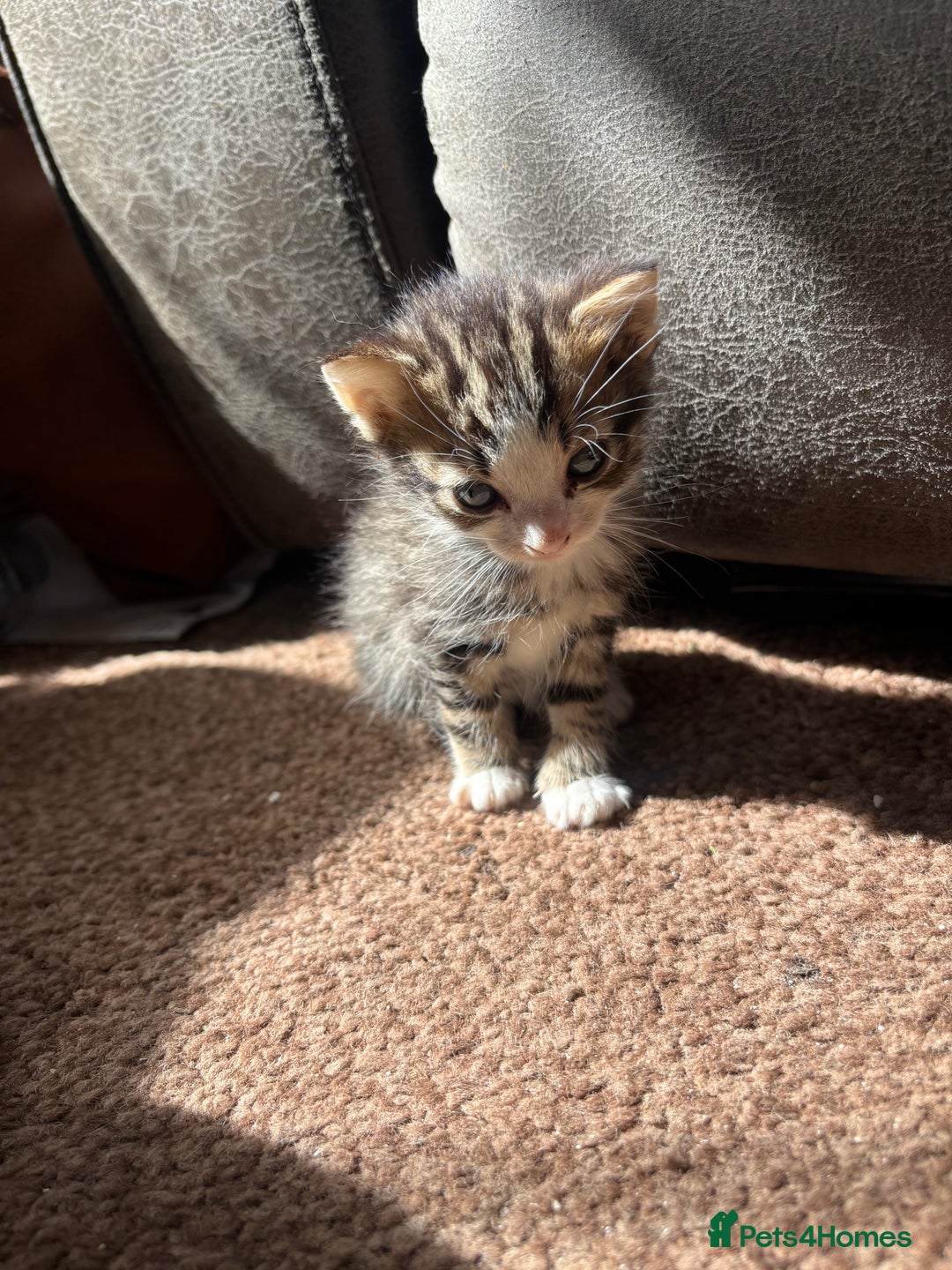 Mixed Breed cats for sale: 3 Beautiful Female Kittens For Sale - Image 1